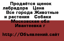 Продаётся щенок лабрадора › Цена ­ 30 000 - Все города Животные и растения » Собаки   . Московская обл.,Ивантеевка г.